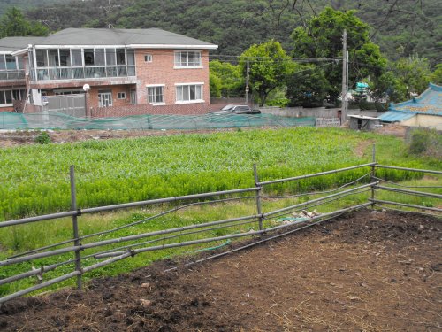 This is a field right next to the cow's shed. Every now and then, the owner of the cows lets them run around here.