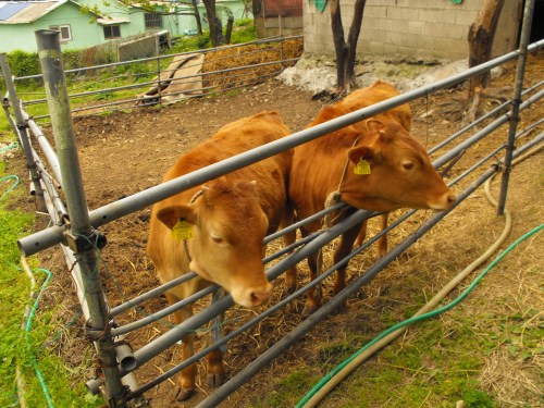 Two of the four cows that Ian loves to visit every day. We always know when Ian wants to go outside, because he points to the front door and says, Moo! (Sometimes quite urgently.)