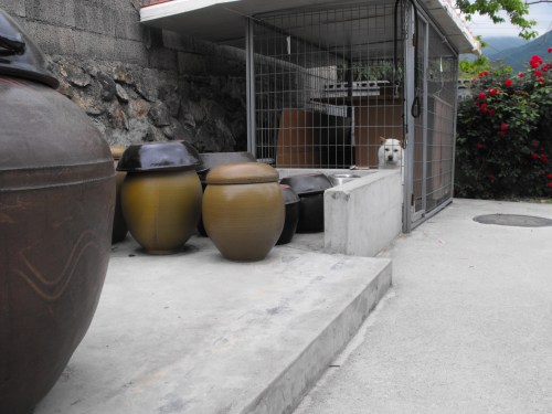 The pots used by my mother-in-law to make kimchi, soy sauce, denjung and so on. You can also see the backyard dog, Samsunhee. Awesome dog. Ian enjoys petting her and walking around the pots.