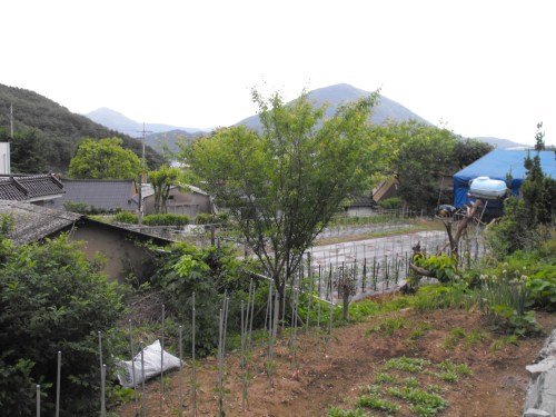 View from my primary smoking spot #3. Just past my father-in-law's garden is the property of one of the neighbors. I still haven't decided if this is the world's smallest farm or a garden on steroids.