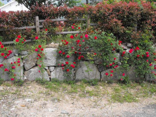 This is my emergency smoking spot. It's where I smoke if my father-in-law is puttering about in his garden by my main smoking spot. This is where I received the packet of mineral salt I talked about in The Salt of the Earth.